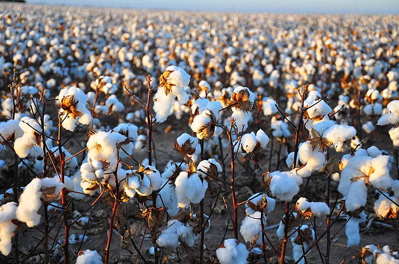 Burkina Faso's Cotton Wealth Still Leaves Smallholders Exposed To Global Price Shocks