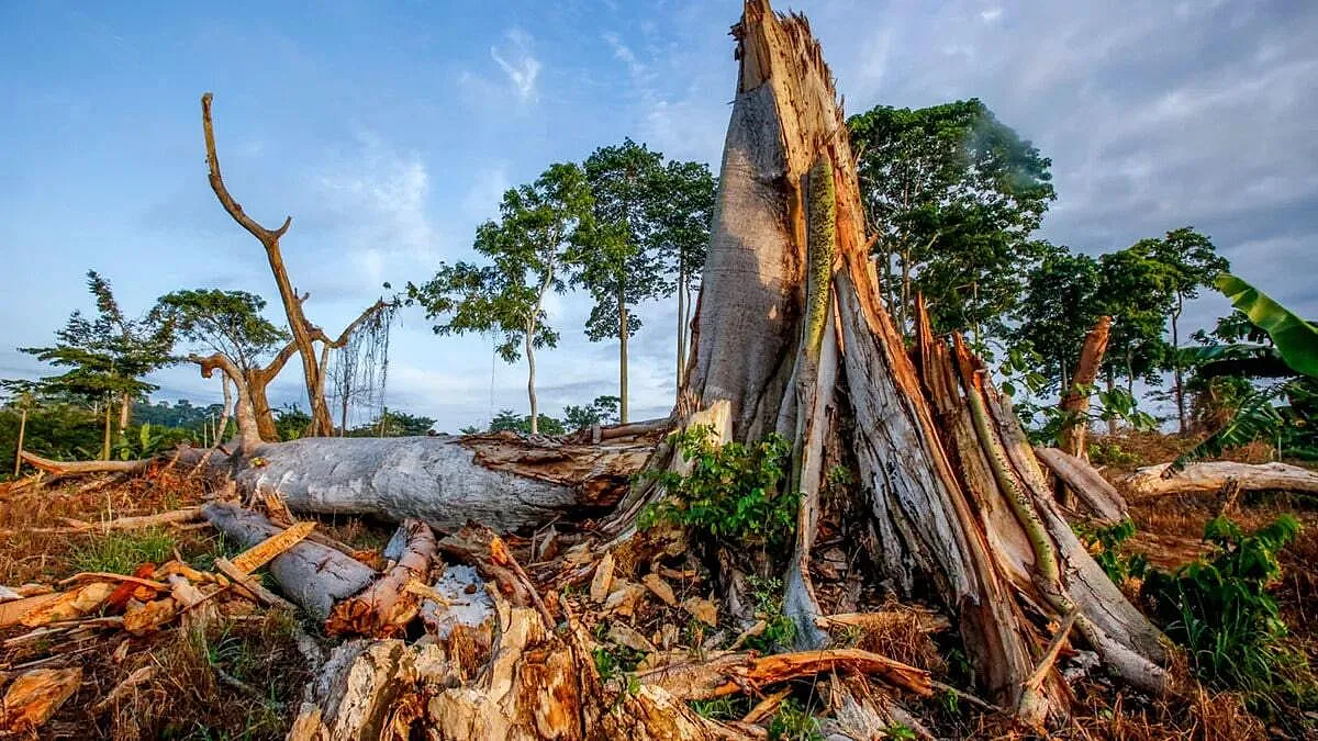 Africa’s Sustainability Crisis Is Now an Execution Test, Not a Vision Deficit