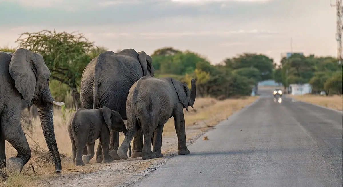 Southern Africa's Human-Elephant Conflict Risk Could Double Across Expanding Landscapes by 2085