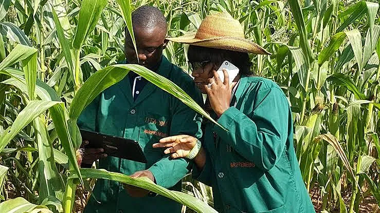 Young African Agripreneurs Turn Digital Support Into Jobs and Resilient Businesses