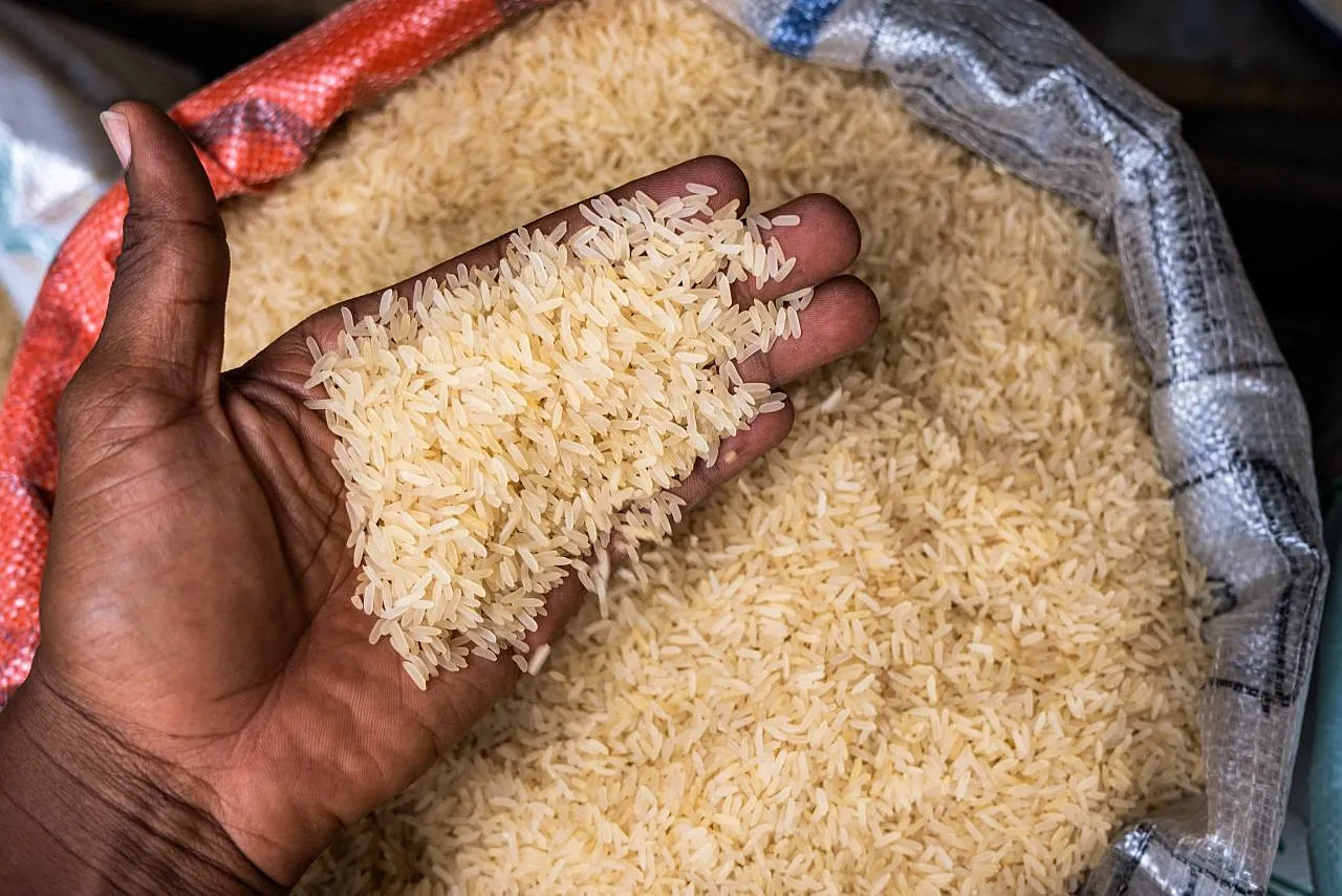Africa's Rice Record Puts Nigeria's Production Growth and Food Security Under Scrutiny
