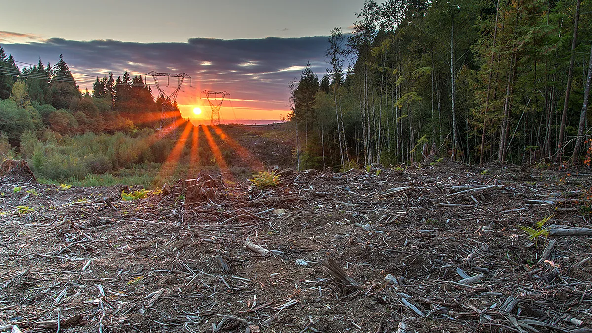 Forest Floor Protection Holds Key to Durable Soil Carbon