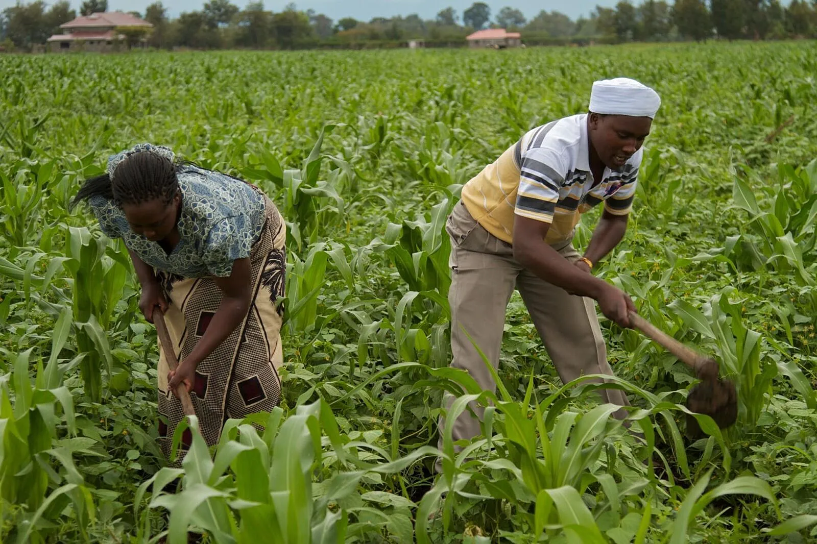 World Bank 2025: Jobs, Productivity, Institutions Define Africa's Poverty Reduction Path