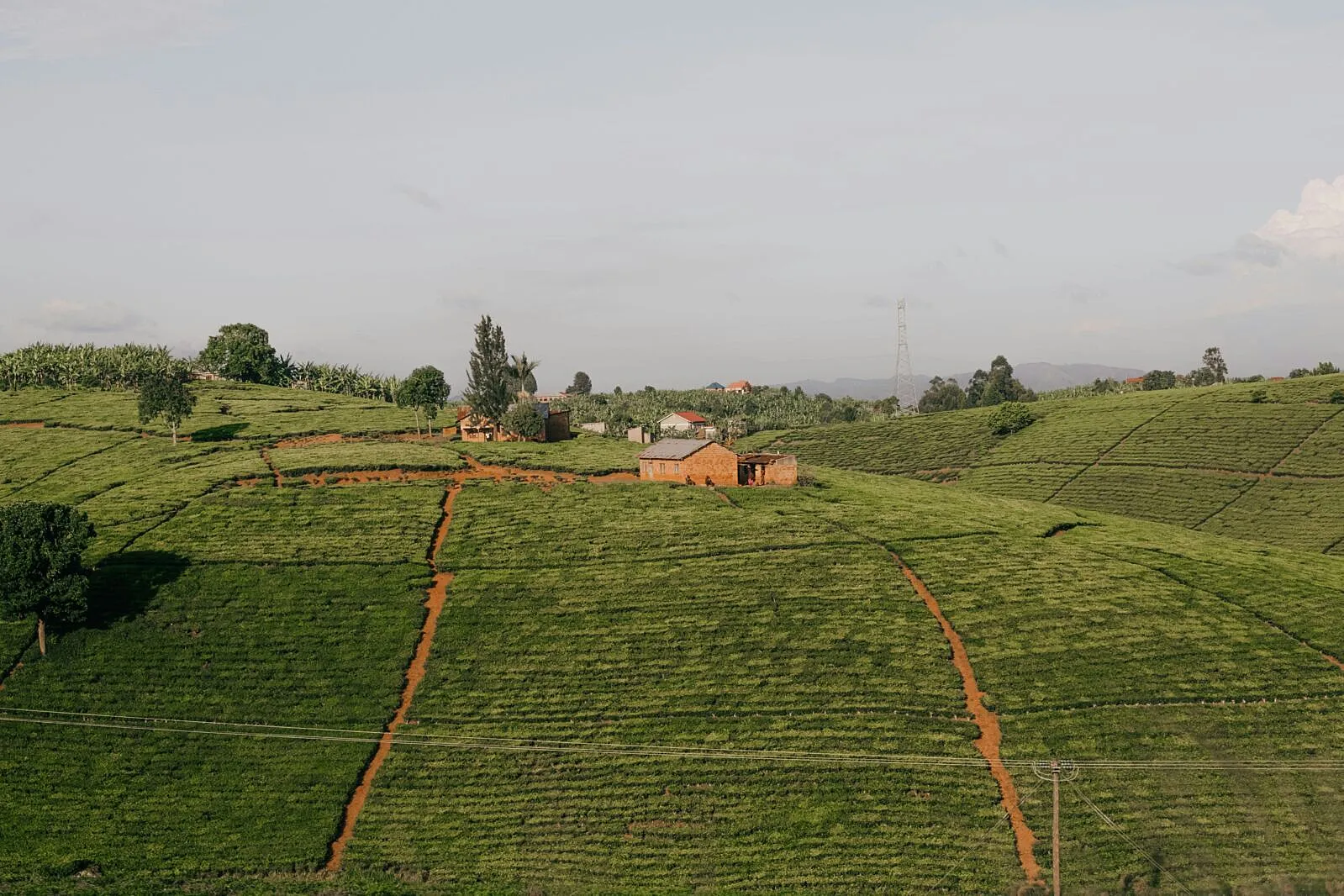 Africa's Food Future Depends on Biodiversity, Not Just Yields and Export Volumes