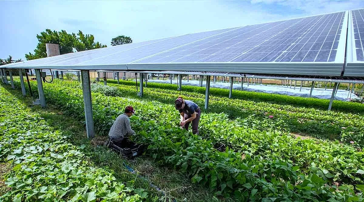 Solar Power's Local Footprint: How Africa Can Build Clean Energy Without Harming Nature