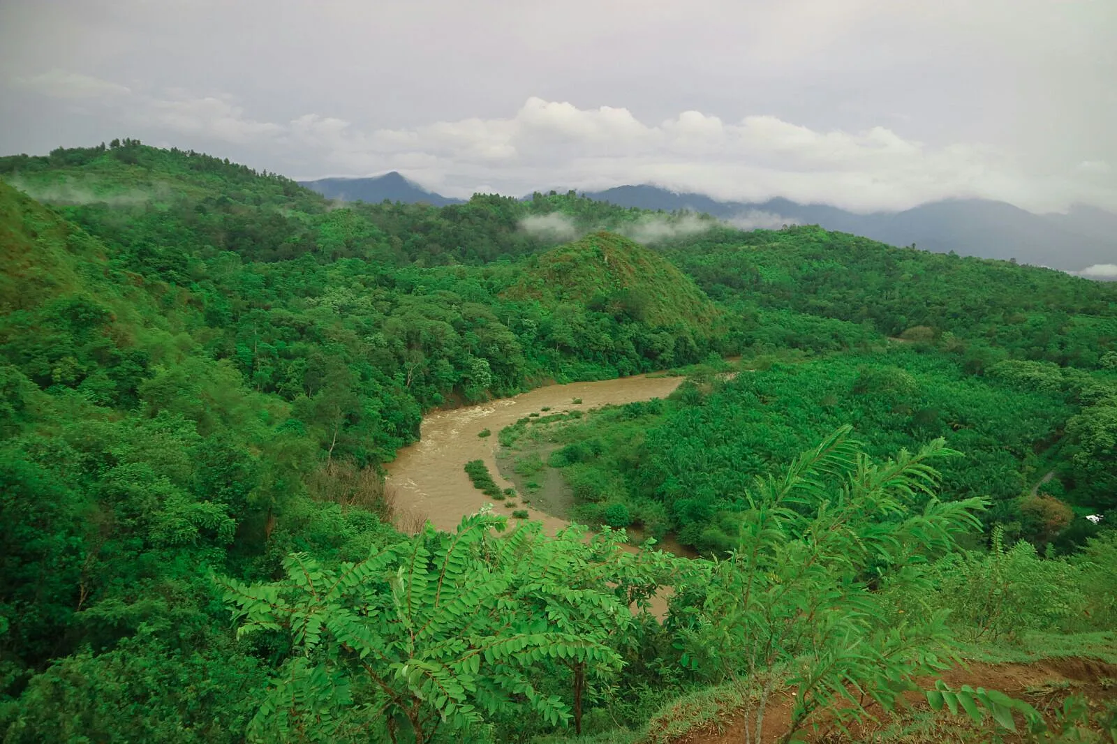 Carbon Removal Expansion Risks Encroaching on Biodiversity Strongholds
