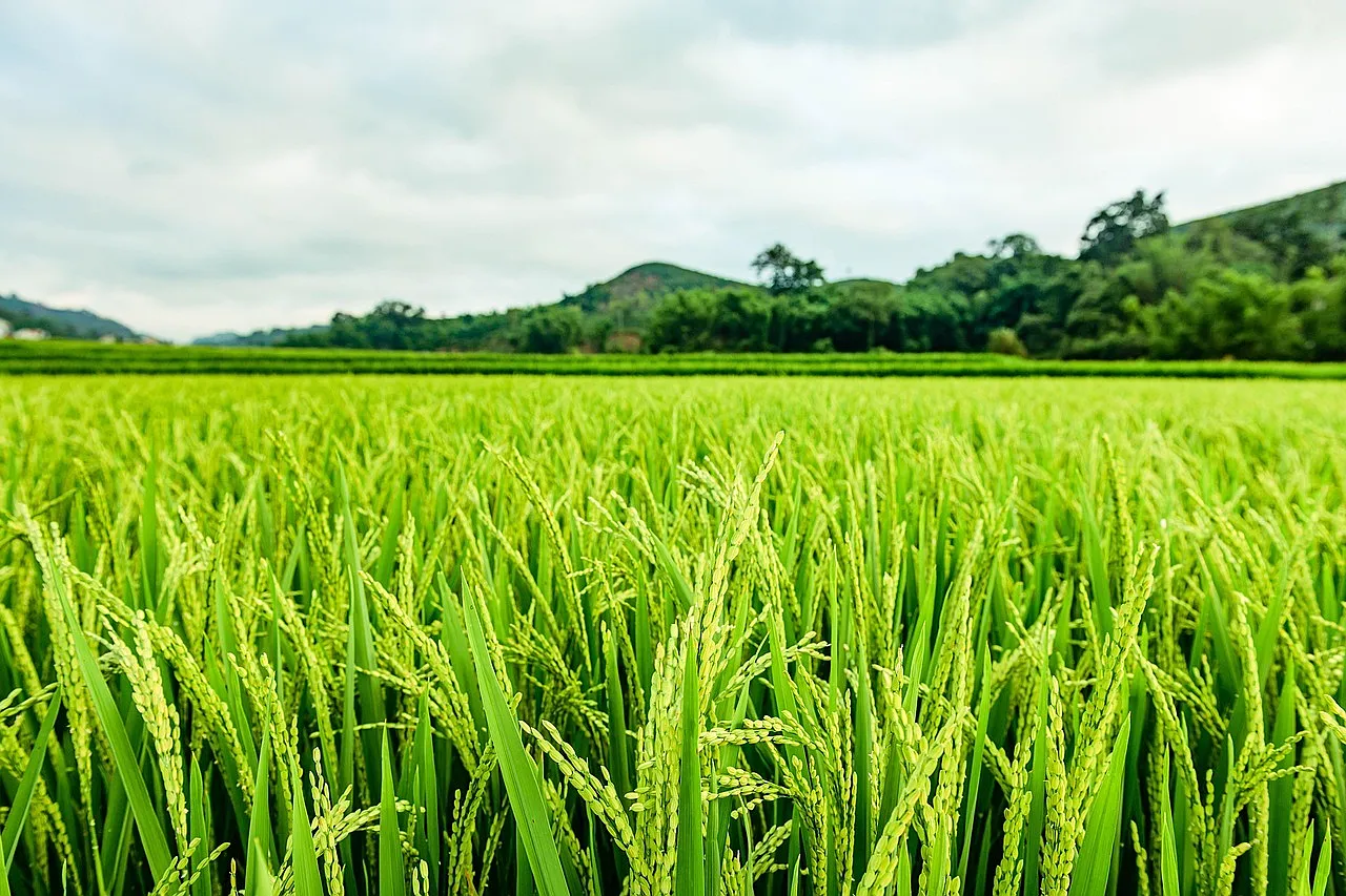 Africa’s Agtech Firms Turn Impact Into Measurable Growth Signals