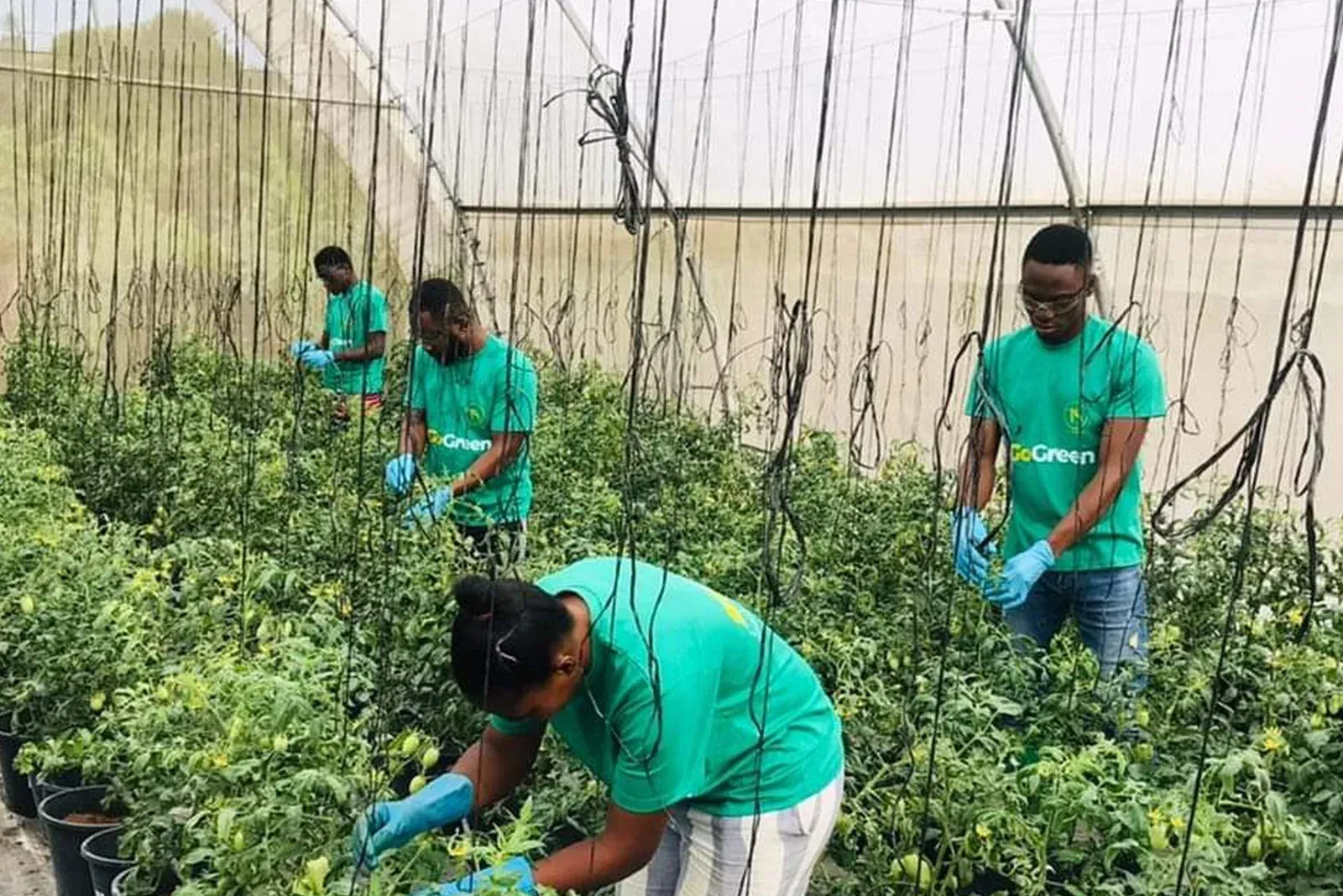 Ghana’s Climate Agriculture Startups Need Stronger Support To Deliver Inclusive Youth Employment