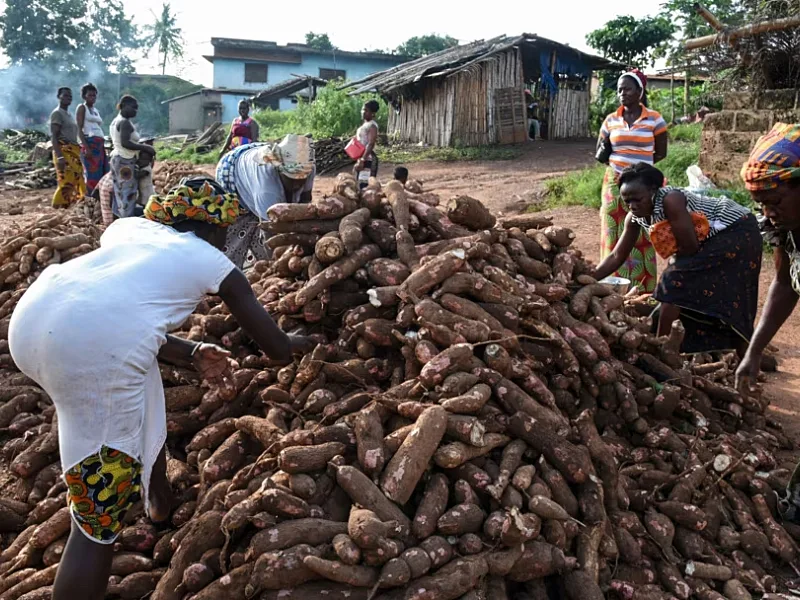 Cassava’s Global Science Gap Exposes Africa’s Missed Value Opportunity