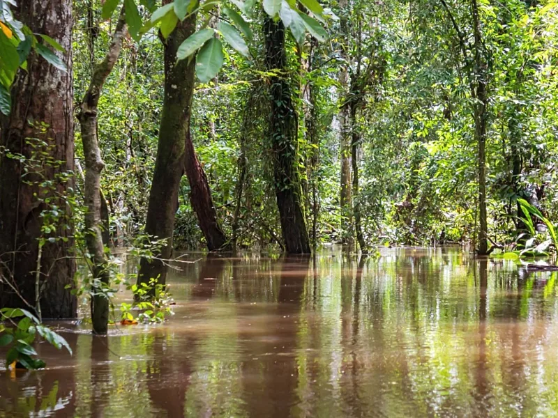 Forests May Matter More Than Assumed in the Fight Against Rising Flood Risk
