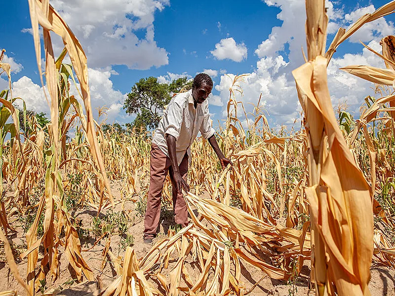 Extreme Heat Is Turning Agriculture Into Africa’s Next Food Security Stress Test
