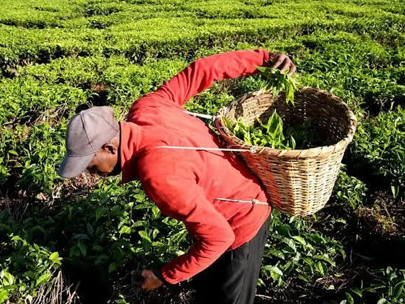 Kenya diversifies tea exports as China and South Africa gain market importance