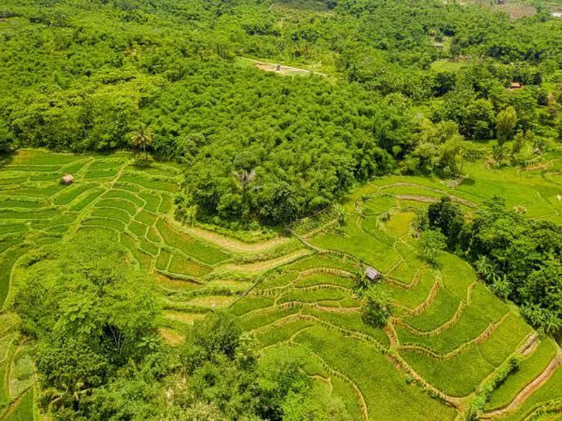 AfDB approves $18.8 million grant to strengthen Ghana's climate-resilient rice sector transformation