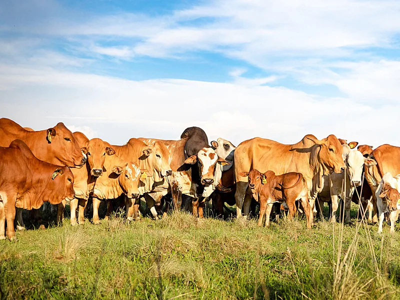 Livestock Genetics Drive Zimbabwe’s Six-Million Cattle Goal Amid Climate And Land Risks