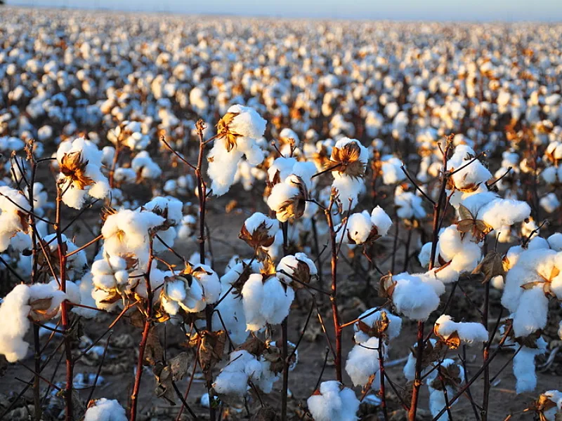 Burkina Faso's Cotton Wealth Still Leaves Smallholders Exposed To Global Price Shocks