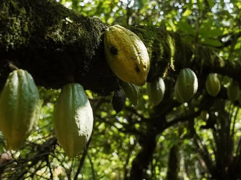 Nigeria’s Cocoa Farmers Face an Urgent EU Deforestation Compliance Test This December