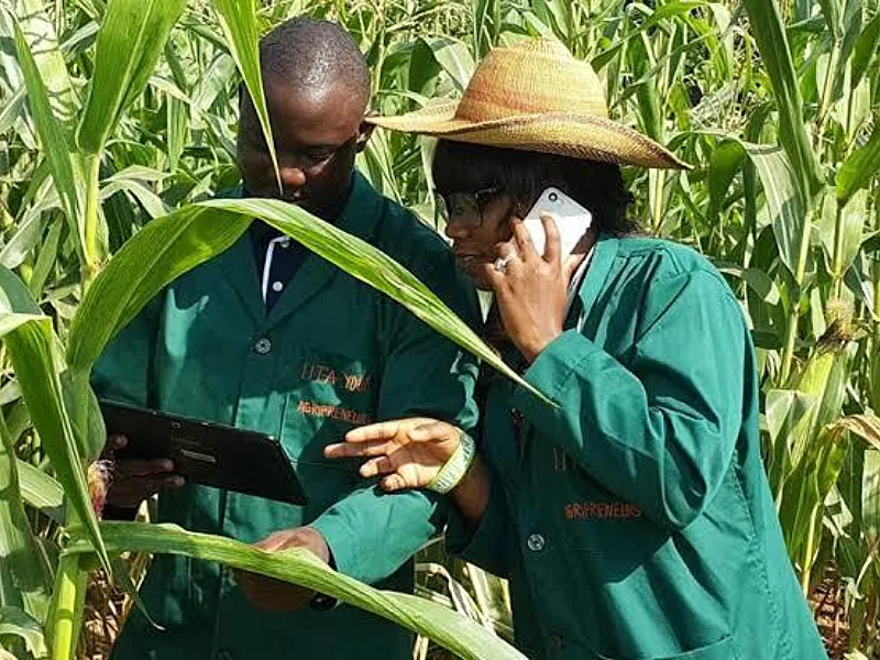 Young African Agripreneurs Turn Digital Support Into Jobs and Resilient Businesses