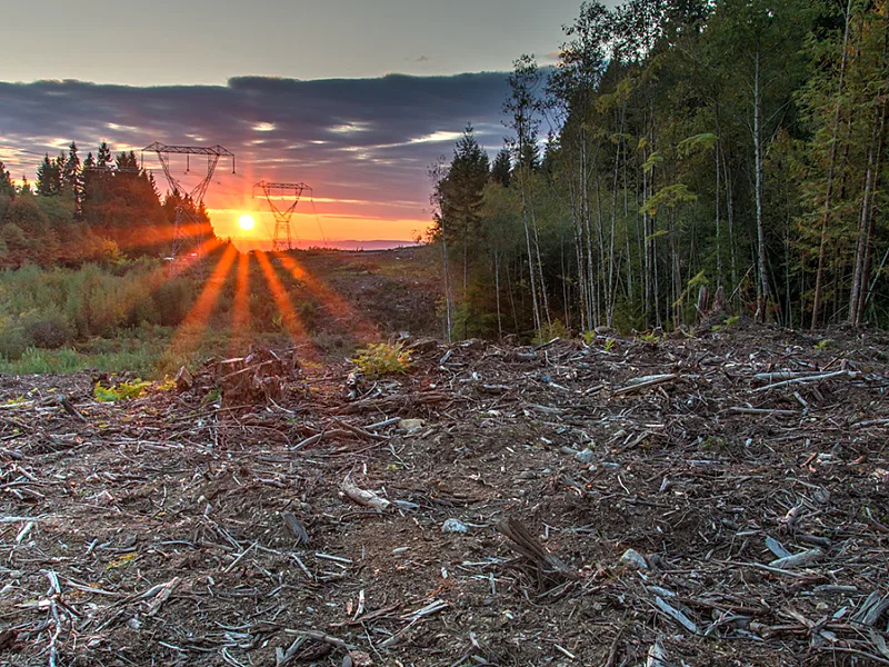 Forest Floor Protection Holds Key to Durable Soil Carbon