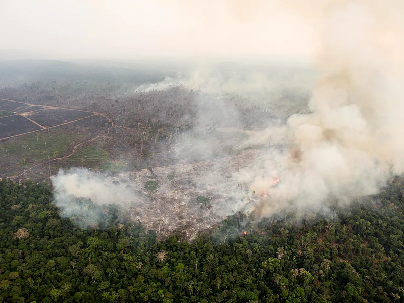 Amazon Wildfire Pollution Weakens Surviving Trees and Deepens Hidden Forest Carbon Losses