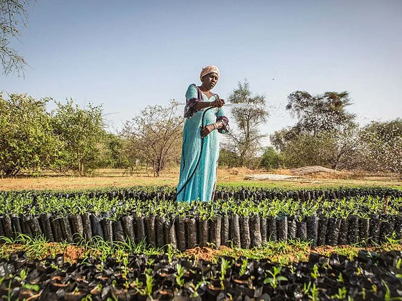 Nature Carbon Markets Face Fresh Tests As African Restoration Finance Opportunities Grow
