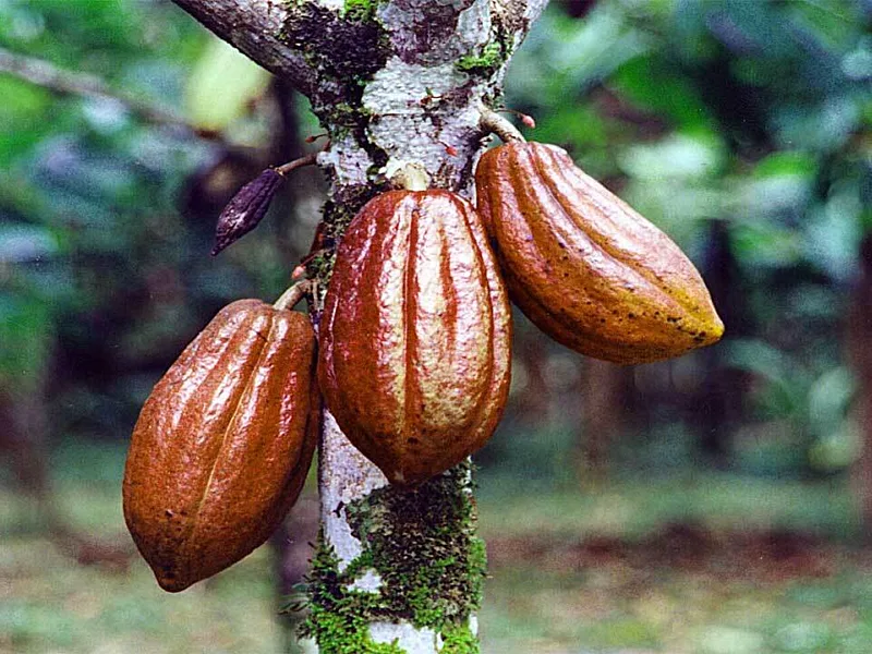 Nigeria faces cocoa export risks as European deforestation rules expose traceability gaps – LCCI