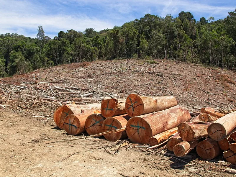 Africa Faces Rising Forest Loss As Global Progress Trails Its 2030 Goals