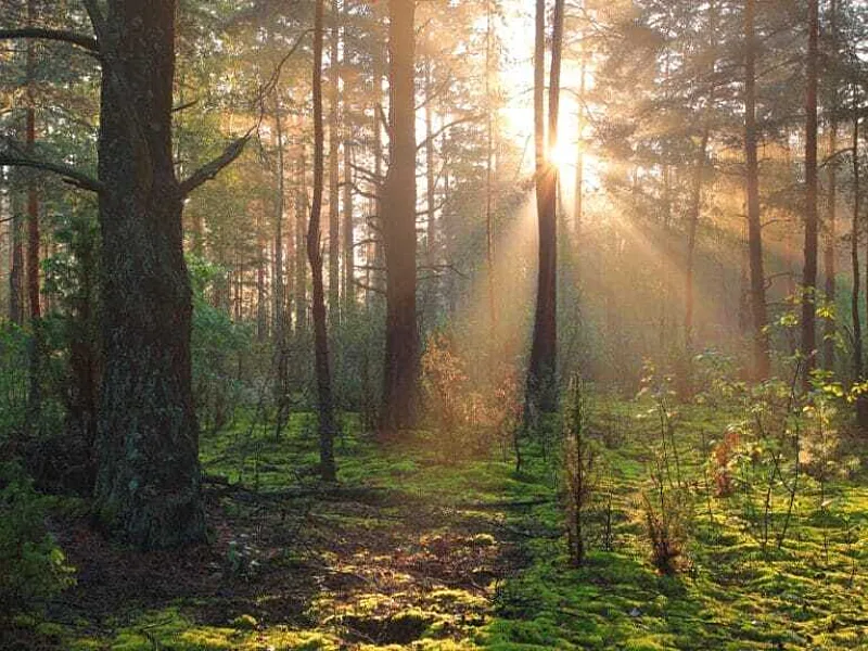 Investors urge dedicated nature standard as ISSB opens global disclosure consultation process