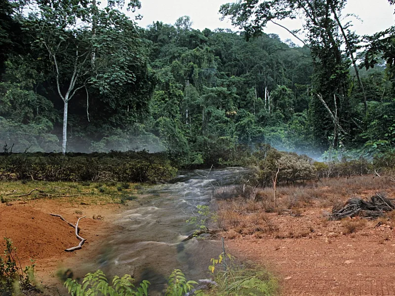 Indigenous Wisdom Spurs Africa's Carbon Market Growth, Targeting $122 Billion by 2033