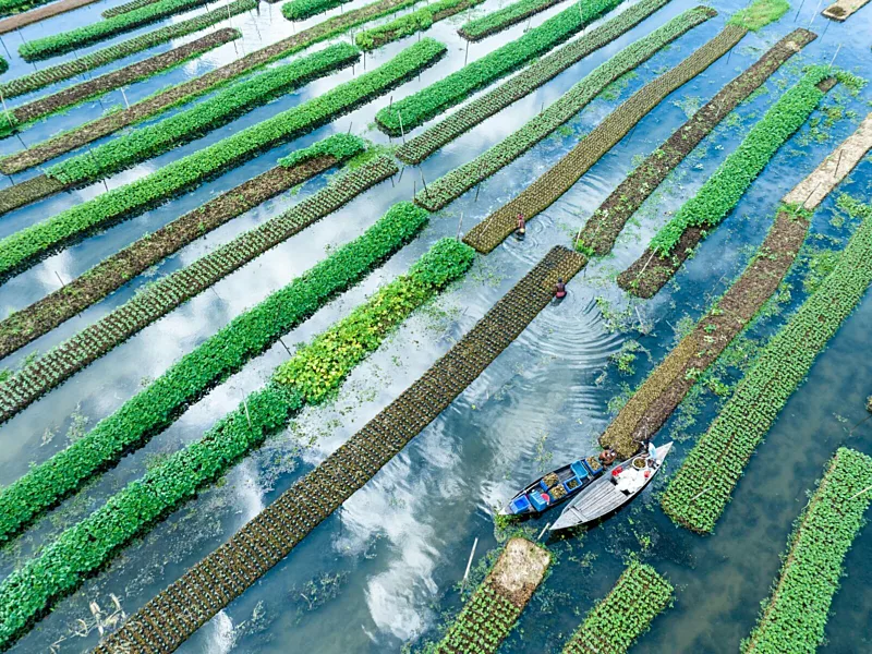 Rice–Fish Farming Boosts Incomes, Food Security, and Climate Resilience in Northern Nigeria