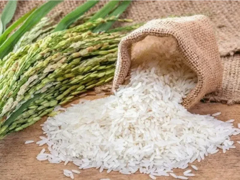 AfricaRice and AATF target rice productivity gap driving Africa's growing import dependence