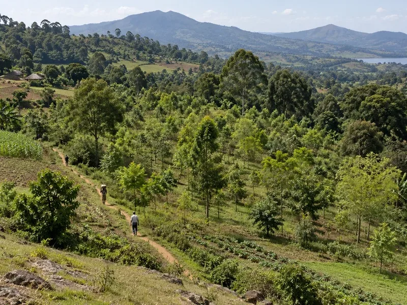 African Restoration Projects Can Reduce Or Displace Tree Loss Beyond Their Boundaries