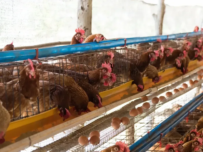 Congo’s $60 Million Food Project Targets Poultry, Fish and Rural Job Growth