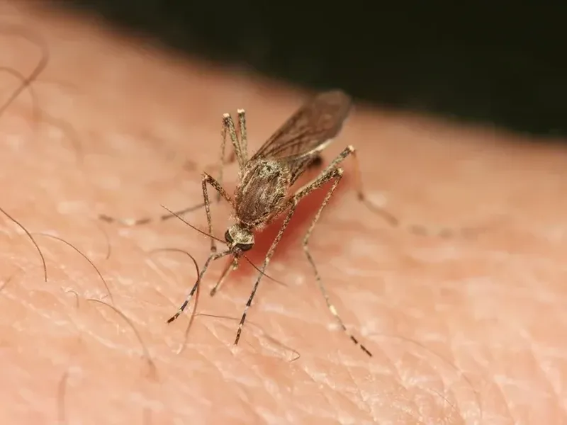Expanding mosquito ranges turn climate adaptation into an urgent public health priority