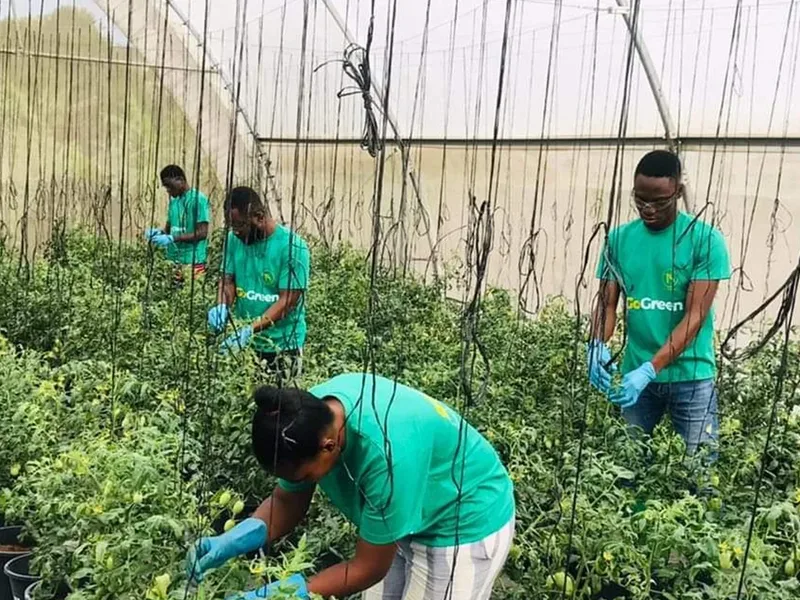 Ghana’s Climate Agriculture Startups Need Stronger Support To Deliver Inclusive Youth Employment