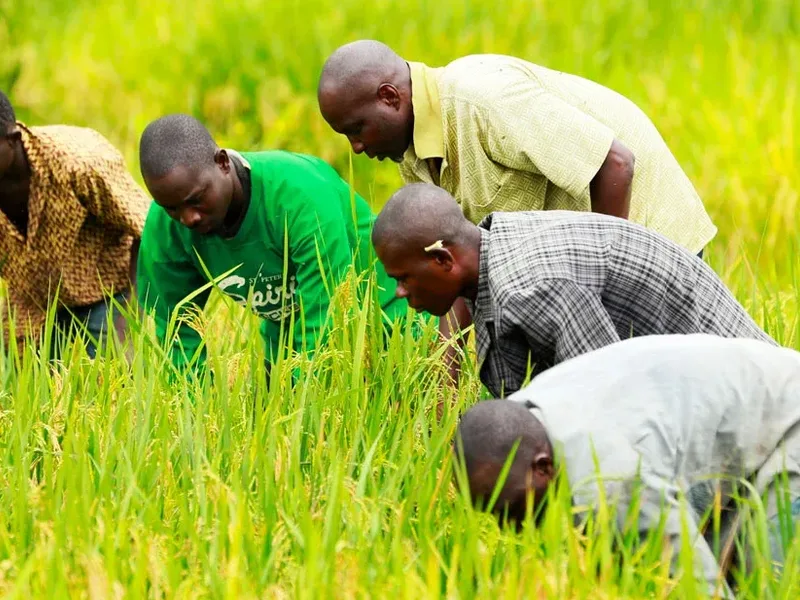 Maboudou Dosso’s Bigger Harvest Shows How Smallholder Support Can Transform A Family