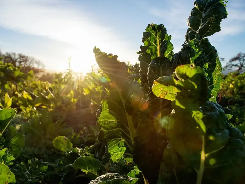 Nature Becomes Investable as African Businesses Reassess Ecosystems and Long-Term Value Today