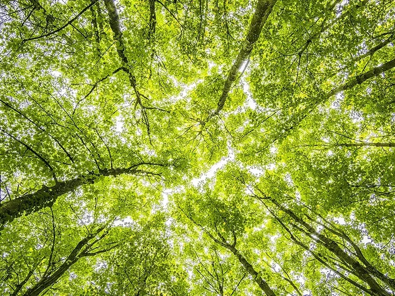 SBTi Net-Zero Rewrite Divides Business Over Flexibility, Delivery and Climate Integrity Worldwide