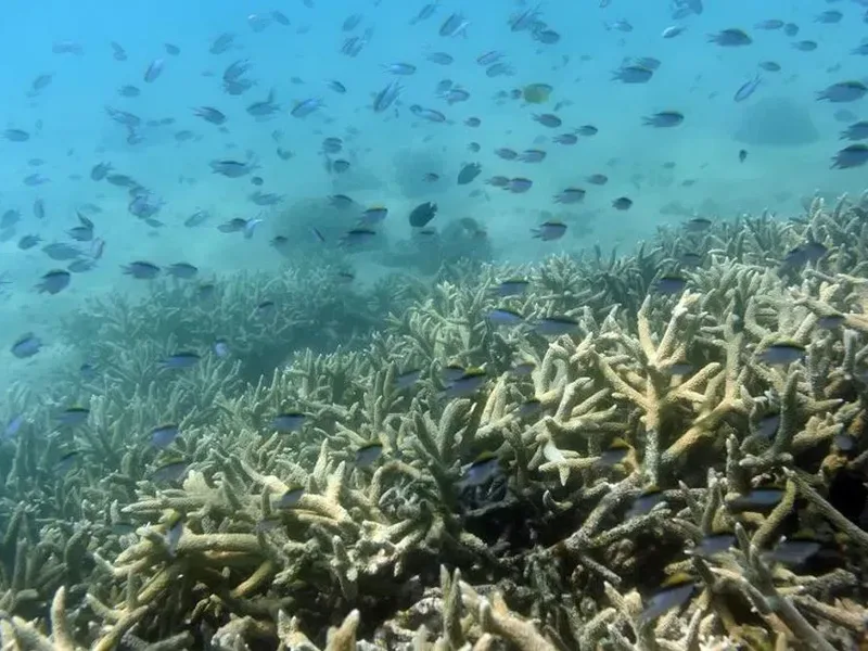 Super El Niño Disrupts Pacific Fisheries and Raises Global Climate Preparedness Stakes