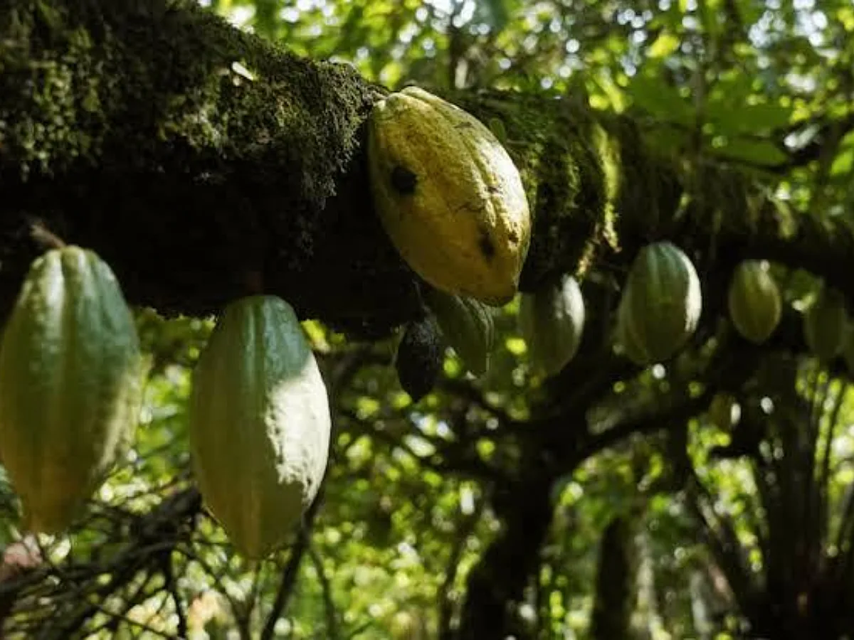 Nigeria’s Cocoa Farmers Face an Urgent EU Deforestation Compliance Test This December