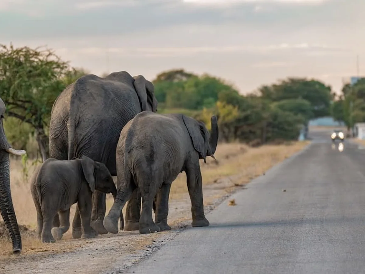 Southern Africa's Human-Elephant Conflict Risk Could Double Across Expanding Landscapes by 2085