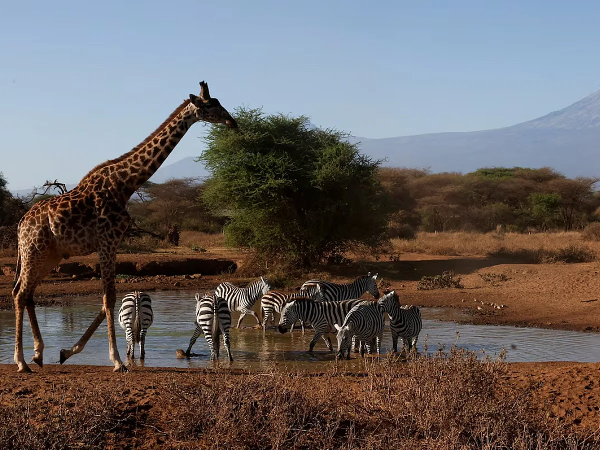 WWF Reports 80% Decline in Africa’s Regional Index as Conservation Recoveries Offer Renewed Opportunities
