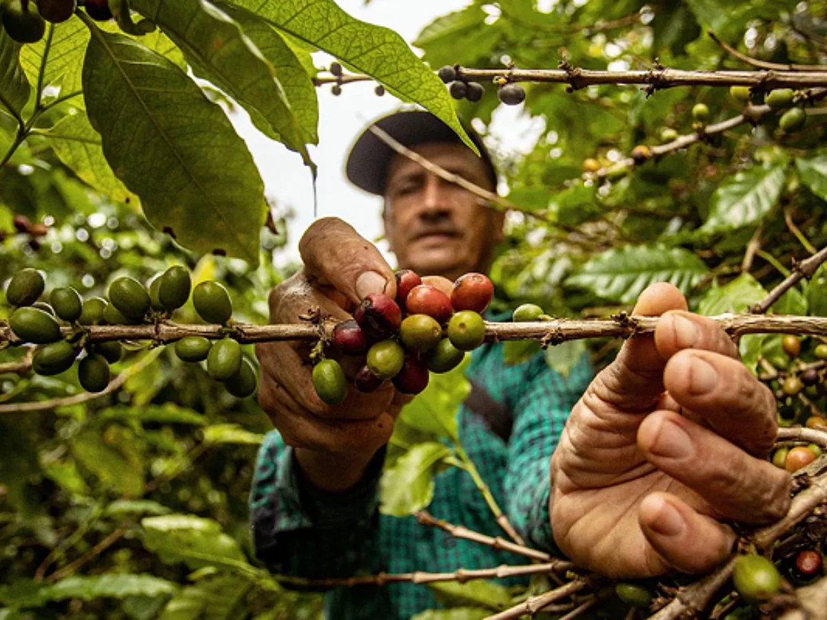 Climate and Coffee: Community Roundtable – Addis Ababa