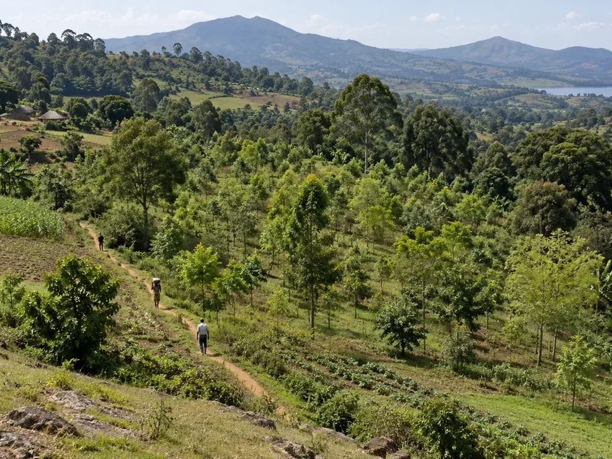 African Restoration Projects Can Reduce Or Displace Tree Loss Beyond Their Boundaries