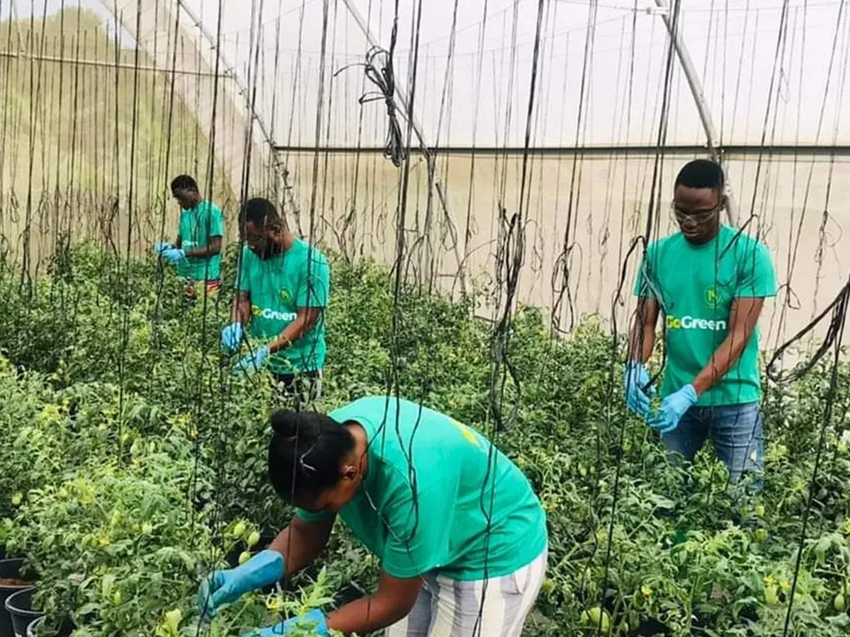 Ghana’s Climate Agriculture Startups Need Stronger Support To Deliver Inclusive Youth Employment