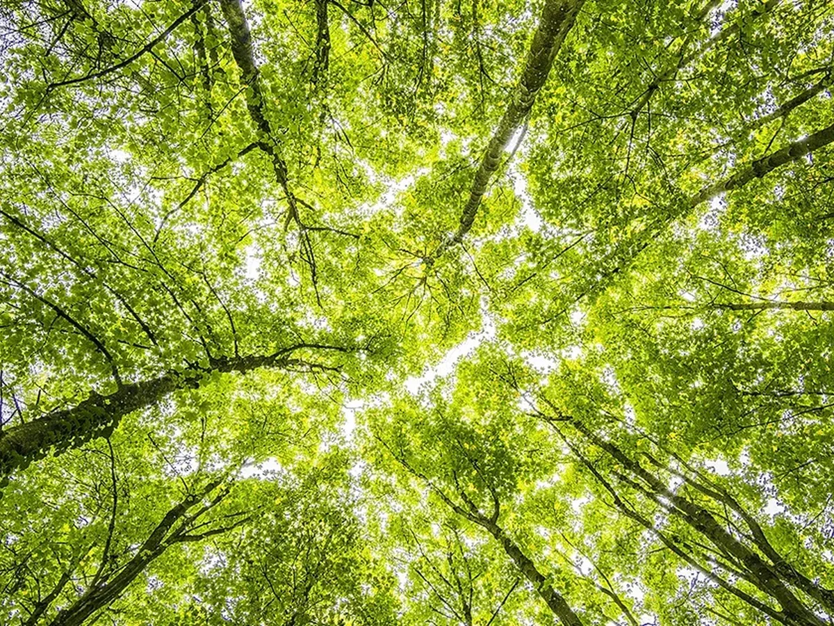 SBTi Net-Zero Rewrite Divides Business Over Flexibility, Delivery and Climate Integrity Worldwide