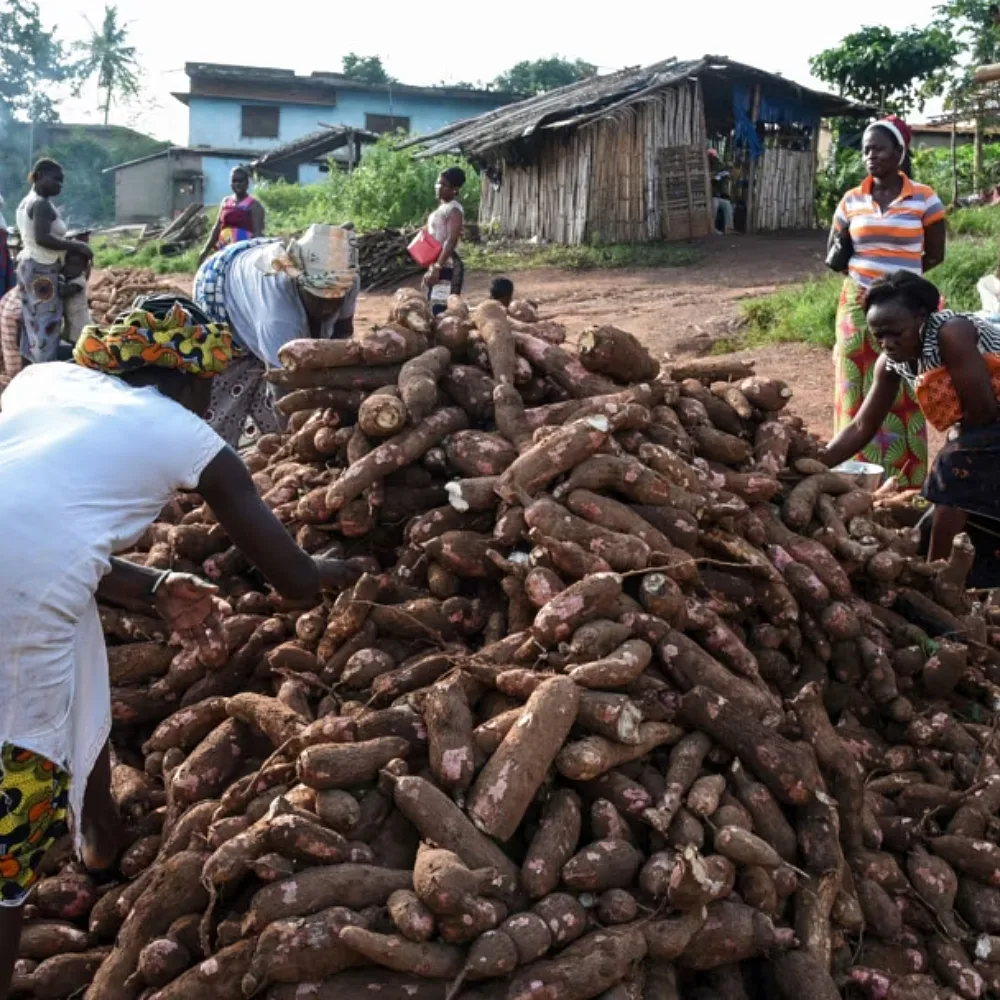 Cassava’s Global Science Gap Exposes Africa’s Missed Value Opportunity