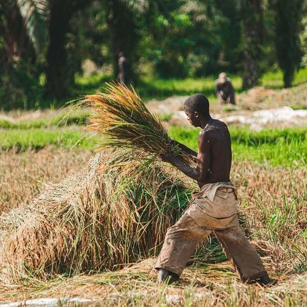 Nigeria's Crops Are Sounding the Alarm. Is Anyone Listening?