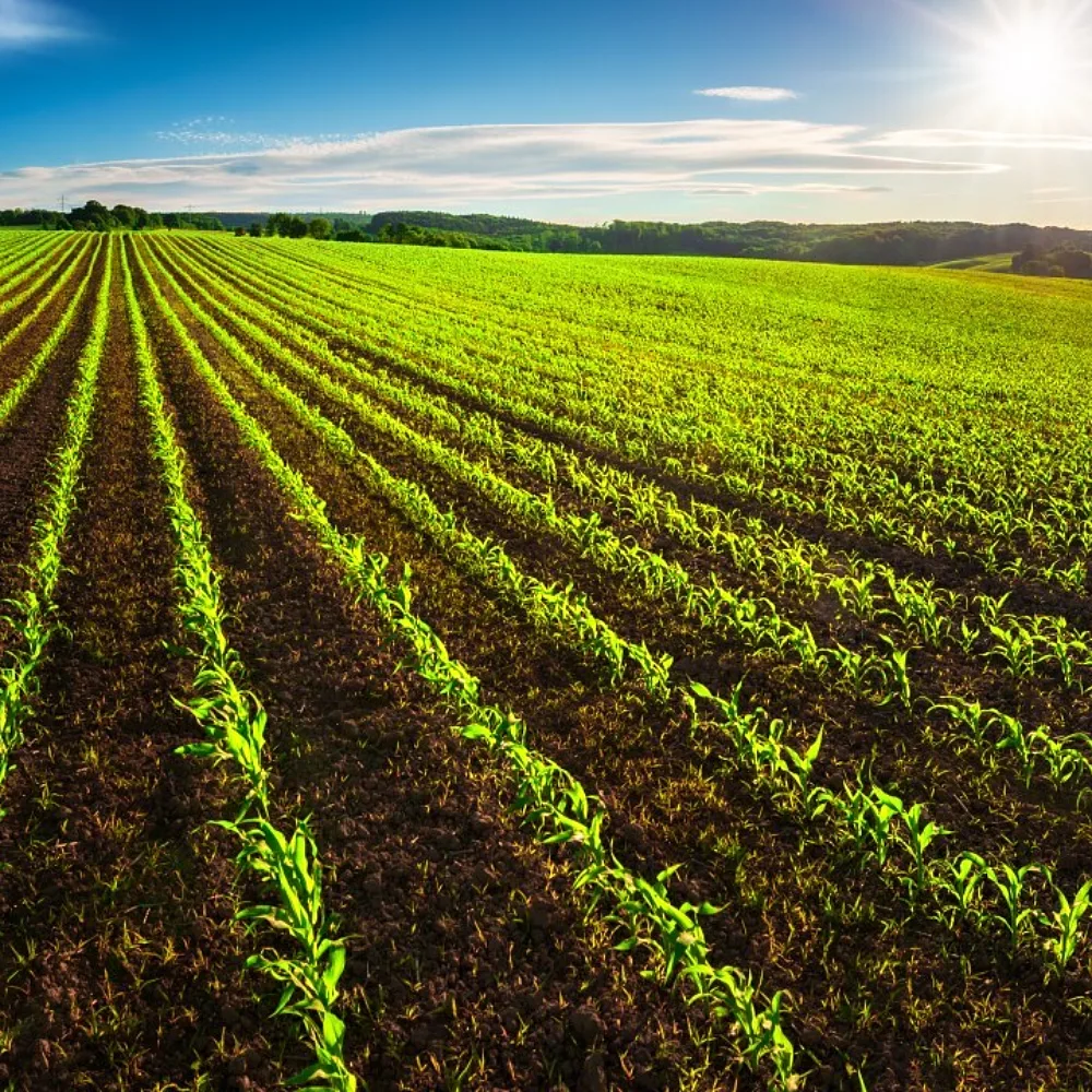 AI in African Agriculture Must Empower Smallholders, Not Entrench a New Digital Divide
