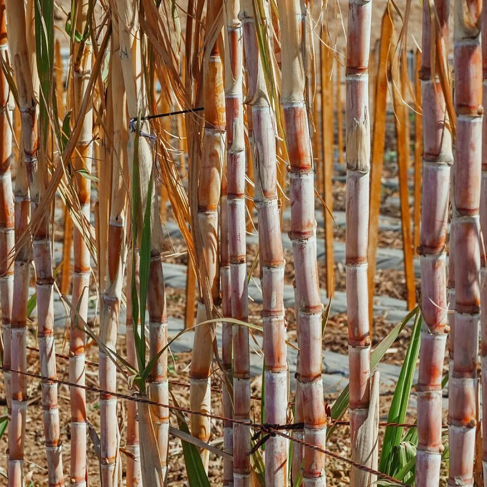TNFD Guidance Brings Nature, Traceability and Water Risk Into Alternative Fuels Markets