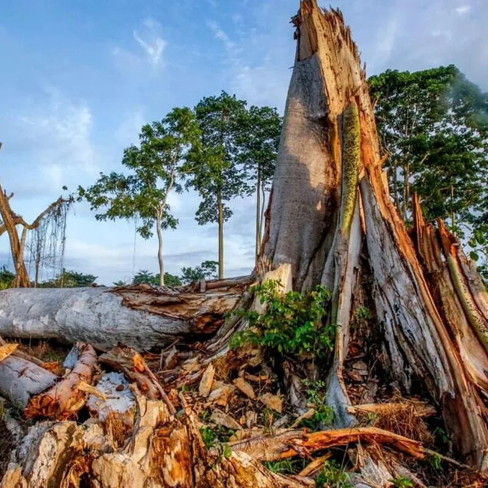 Africa’s Sustainability Crisis Is Now an Execution Test, Not a Vision Deficit